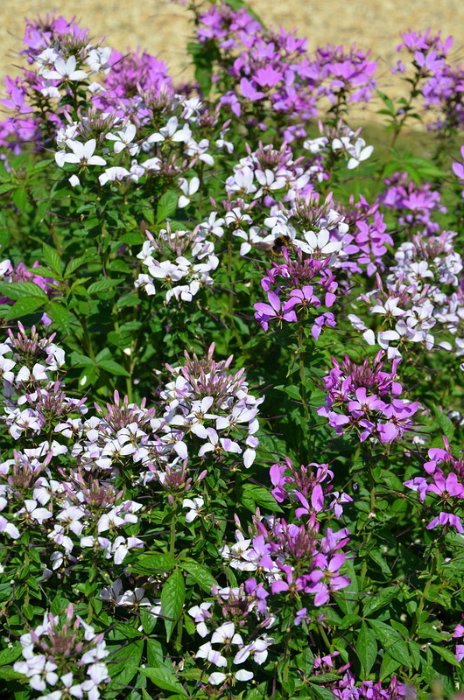 Cleome x 'Senorita Rosalita' (3)